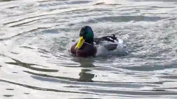 Male Mallard duck male (Anus platyrhynchos) — Stock Video