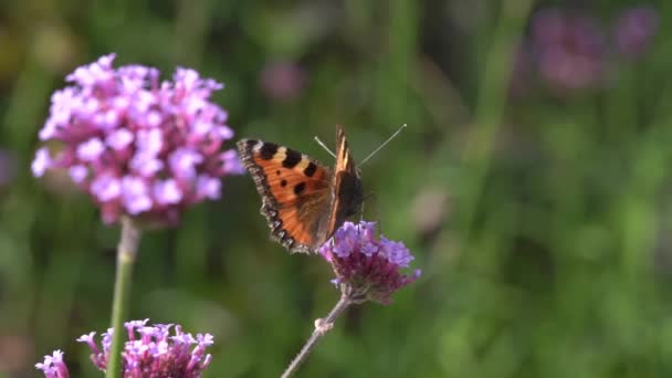 Painted Lady butterfly (Vanessa cardui) — Stock Video