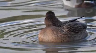 Female Mallard duck male (Anus platyrhynchos)