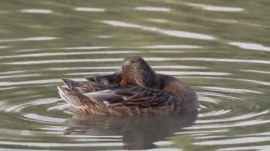 Female Mallard duck male (Anus platyrhynchos)