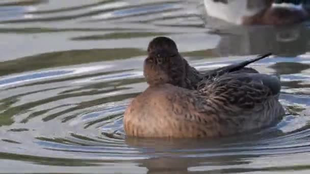 Female Mallard duck male (Anus platyrhynchos) — ストック動画