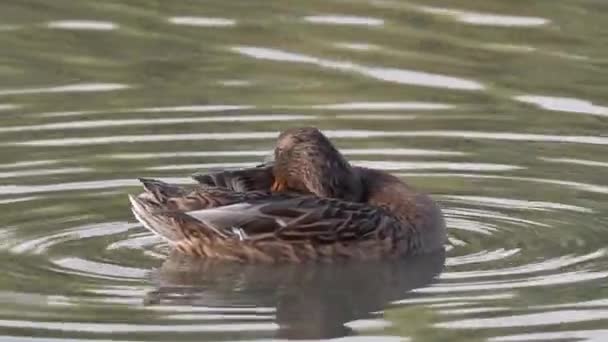 Female Mallard duck male (Anus platyrhynchos) — Stok video