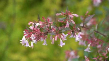 Çiçek açan Abelia x grandiflora