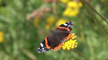 Kızıl Amiral Kelebek (Vanessa atalanta)