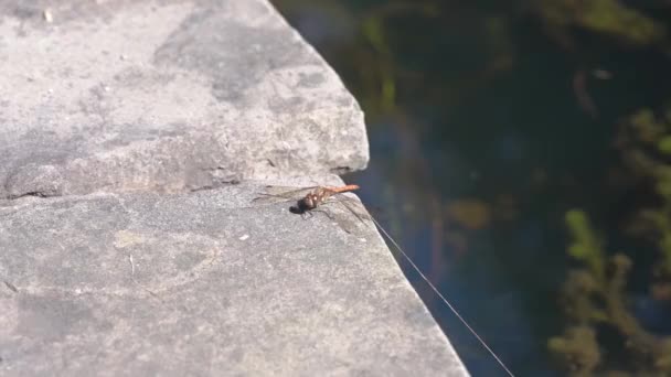 Vanliga Darter Trollslända Sympetrum Striolatum Insekt Tar Fart Finns Storbritannien — Stockvideo