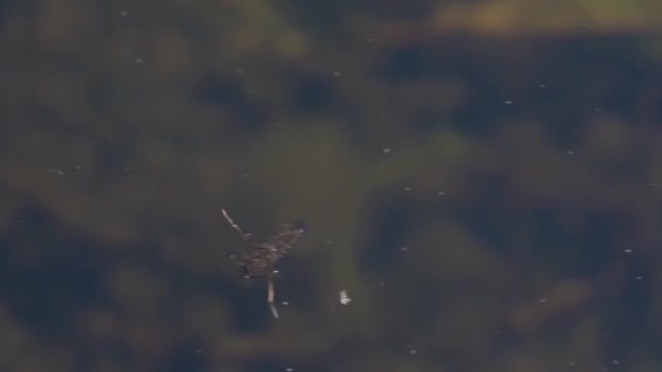 Barqueiro aquático Backswimmer (Notonectidae) — Vídeo de Stock