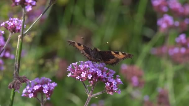 Gemalter Schmetterling (Vanessa cardui) ernährt sich von einer lila Eisenkraut-Bonariensis-Blume