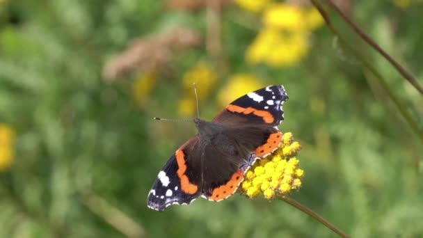 Mariposa almirante roja (Vanessa atalanta) — Vídeo de stock