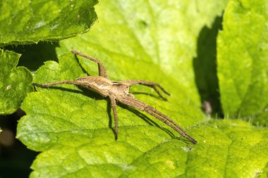 Pisaurina mira (fidanlık ağı örümceği) yaygın bir bahçe ve çayır böceği stoğu fotoğrafı