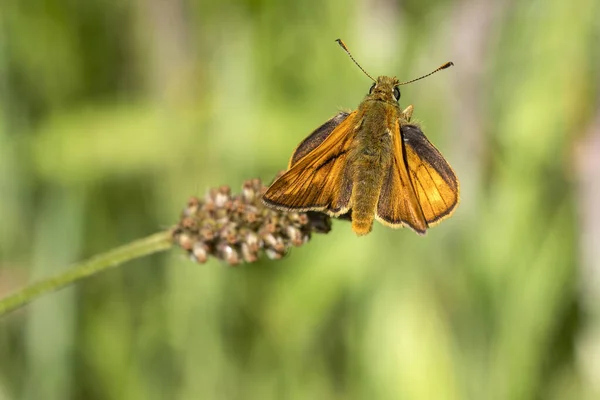 春のストックフォト画像で飛んで茶色の昆虫を伸ばし翼を持つ大規模なスキッパー蝶 Ochlodes Slyvanus — ストック写真