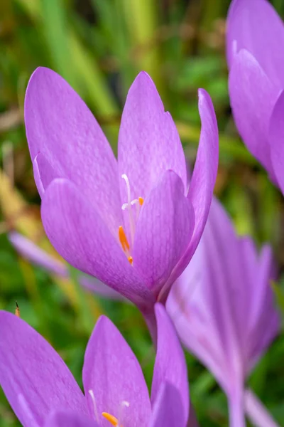 Colchicum Autumnale Sonbahar Sonbaharı Pembe Çiçek Ampulü Genellikle Autumn Crocus — Stok fotoğraf