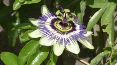 Tutku çiçeği (passiflora caerulea) bir mavi beyaz yaz çiçeği bitkisi. Turuncu meyve videosu olan yarı yeşil bir asma.