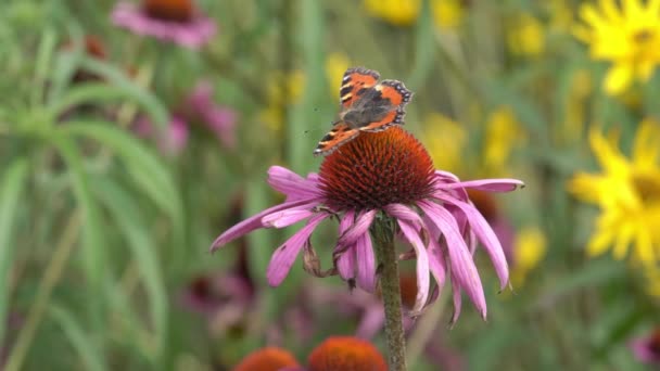 Malovaná Lady Motýl Vanessa Cardui Krmení Rozpadající Fialové Květy Echinacea — Stock video