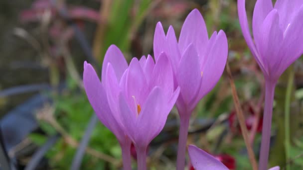 Colchicum autumnale, Осенний Крокус — стоковое видео