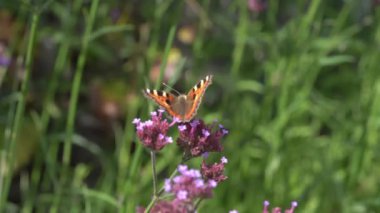 Boyalı Bayan Kelebek (Vanessa Cardui) mor bir verbena bonariensis çiçeğiyle besleniyor ve makro uçup gitmeden önce kanatları açık.