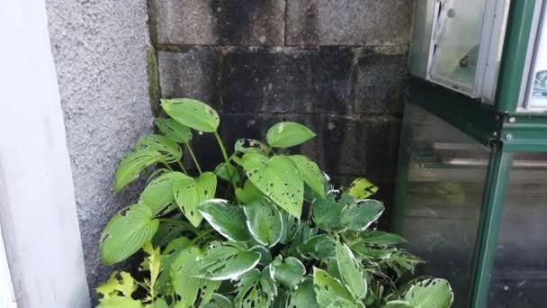 Hosta Ocksã Som Groddar Lilja Med Snigel Och Snigel Skador — Stockvideo