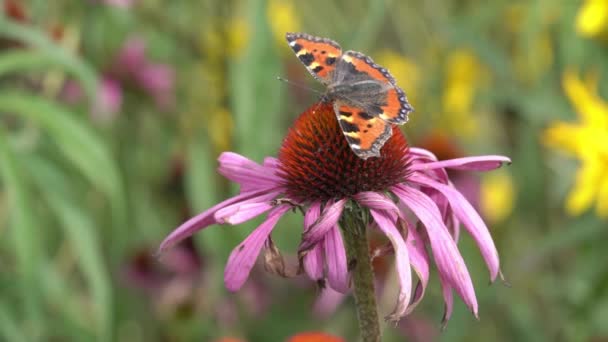 Mariposa Dama Pintada Vanessa Cardui Alimentándose Una Planta Flor Equinácea — Vídeo de stock