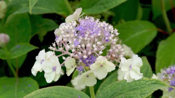 Hydrangea Macrophylla Veitchii Una Flor Blanca Azul Púrpura Flor Arbusto — Vídeos de Stock