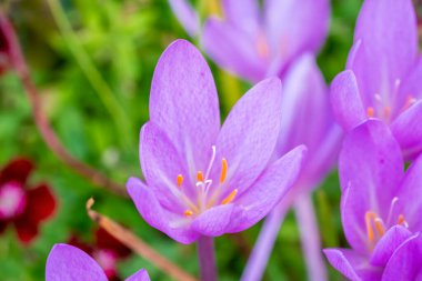 Colchicum Autumnale, güz sonbaharı lavantalı mor çiçek soğanı. Genellikle sonbahar kruvazörü olarak bilinir.