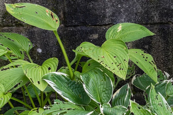 Hosta plant also known as plantain lily with snail and slug damage which is a spring summer flower herbaceous perennial stock photo image — Stock Image Hosta Plant Also Known Plantain Lily Snail Slug Damage Which Royalty Free Stock Photos