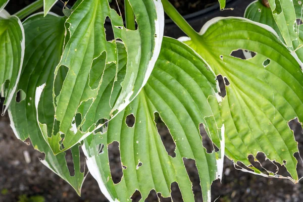Hosta plant also known as plantain lily with snail and slug damage which is a spring summer flower herbaceous perennial stock photo image — Stock Image Hosta Plant Also Known Plantain Lily Snail Slug Damage Which Royalty Free Stock Photos
