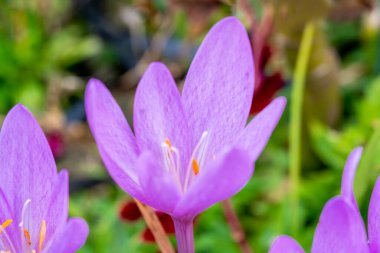 Colchicum Autumnale, güz sonbaharı lavantalı mor çiçek soğanı bitkisi. Yaygın olarak Autumn Crocus stok fotoğrafı olarak bilinir.