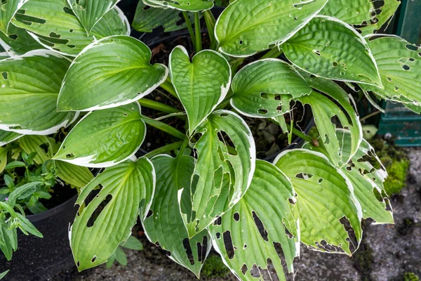 Hosta plant also known as plantain lily with snail and slug damage which is a spring summer flower herbaceous perennial stock photo image — Stock Image Hosta Plant Also Known Plantain Lily Snail Slug Damage Which Stock Picture