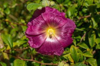 Alcea (althaea rosea), Hollyhock stoğunda yaygın olarak kullanılan bir çiçek bitkisi.