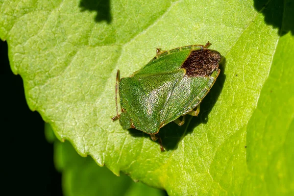 緑の盾虫 Palomena Prasina しばしば悪臭バグストックフォトと呼ばれる一般的な庭の飛行昆虫です — ストック写真