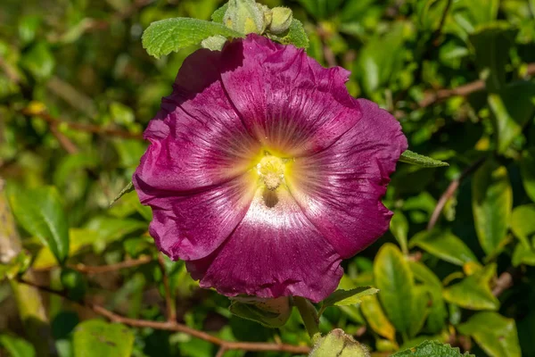 Alcea Althaea Rosea Ένα Καλοκαιρινό Φυτό Ψηλό Λουλούδι Κοινώς Γνωστό — Φωτογραφία Αρχείου