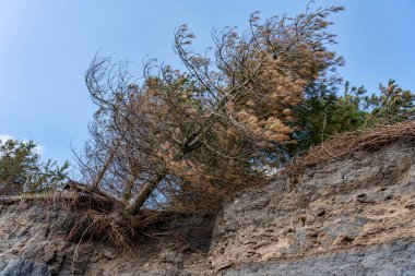 Burry Limanı 'ndaki aşınmış sahil şeridinde meydana gelen aşınma, Carmarthenshire Galler kıyısı kıyısı kıyılarındaki çam ağaçlarında çevresel hasara yol açtı.