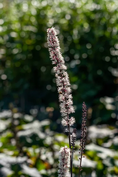 Actaea Simplex Atropurpurea Group Летний Осенний Глыб Образующий Белое Цветочное — стоковое фото