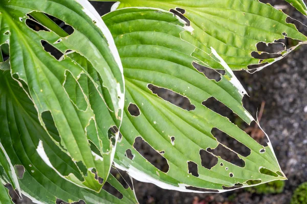 Hosta plant also known as plantain lily with snail and slug damage which is a spring summer flower herbaceous perennial stock photo image — Stock Image Hosta Plant Also Known Plantain Lily Snail Slug Damage Which Royalty Free Stock Images