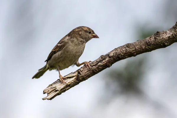 Hedge sparrow or Dunnock, (Prunella modularis) bird perched on a shrub branch which is a common garden songbird bird found in the UK and Europe stock photo image