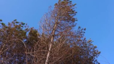 Burry Limanı 'ndaki aşınmış sahil şeridinde meydana gelen aşınma, Carmarthenshire' ın sahil şeridi boyunca uzanan Carmarthenshire İngiltere video klibindeki çam ağaçlarında çevresel hasara yol açtı.