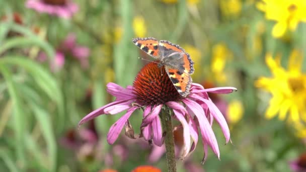 Festett Lady pillangó (Vanessa cardui) — Stock videók