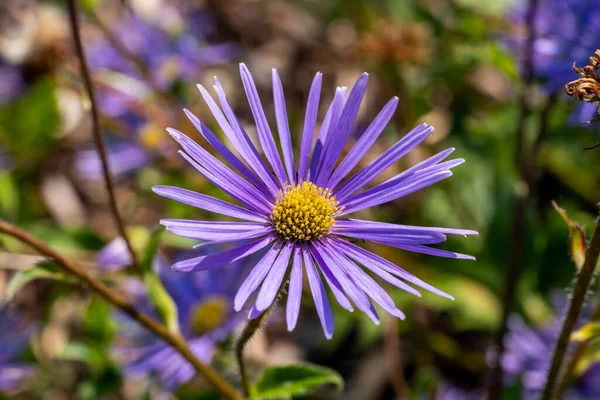 Aster Peduncularis Azul Púrpura Herbácea Verão Planta Flor Perene Comumente — Fotografia de Stock