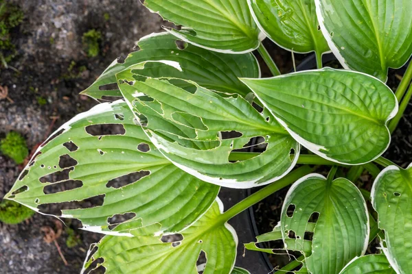 Hosta plant also known as plantain lily with snail and slug damage which is a spring summer flower herbaceous perennial stock photo image — Stock Image Hosta Plant Also Known Plantain Lily Snail Slug Damage Which Royalty Free Stock Photos