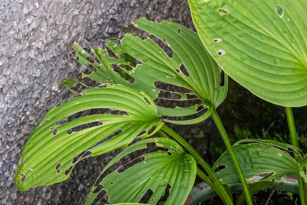 Hosta plant also known as plantain lily with snail and slug damage which is a spring summer flower herbaceous perennial stock photo image — Stock Image Hosta Plant Also Known Plantain Lily Snail Slug Damage Which Stock Photo