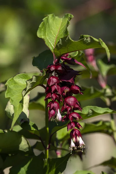 Leycesteria Formosa Rosso Viola Estate Autunno Autunno Fioritura Arbusto Comunemente — Foto Stock