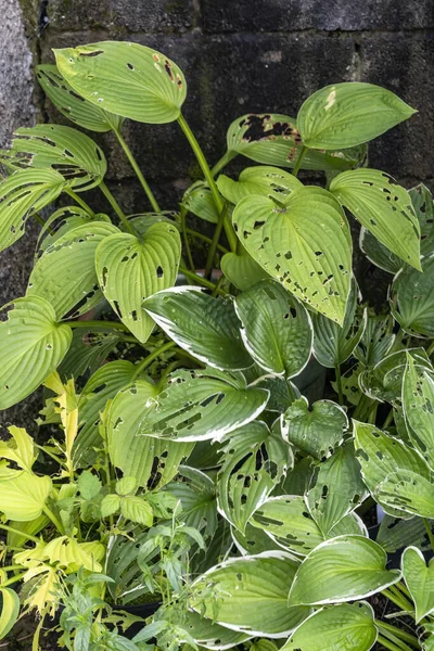 Hosta plant also known as plantain lily with snail and slug damage which is a spring summer flower herbaceous perennial stock photo image — Stock Image Hosta Plant Also Known Plantain Lily Snail Slug Damage Which Stock Image