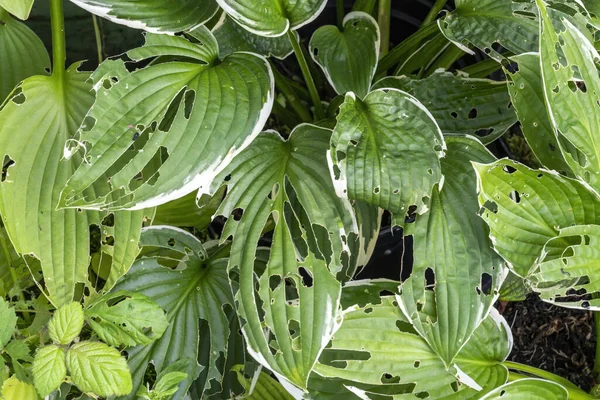 Hosta plant also known as plantain lily with snail and slug damage which is a spring summer flower herbaceous perennial stock photo image — Stock Image Hosta Plant Also Known Plantain Lily Snail Slug Damage Which Stock Image