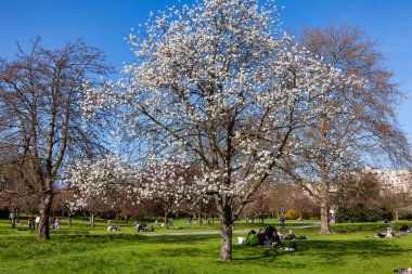 Londra, Birleşik Krallık, 1 Nisan 2012: Regents Park with a spring prunus white cherry tree in full flower with a blue spring time sky
