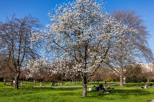 London Storbritannien April 2012 Regentspark Med Vårens Beskärda Vita Körsbärsträd — Stockfoto