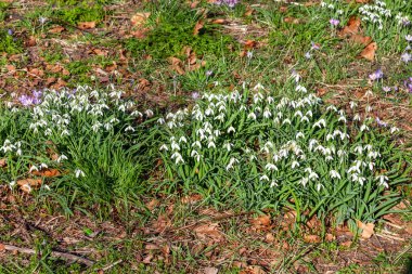 Kar damlaları (Galanthus), ilkbahar mevsiminde açık havada bulunan beyaz soğanlı bir bahar çiçeği bitkisi.
