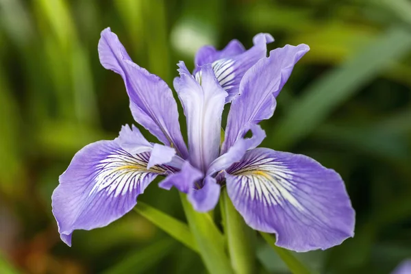 Iris Douglasiana Pospolity Wiosenny Purpurowy Niebieski Bulwiasty Kwiat Który Jest — Zdjęcie stockowe