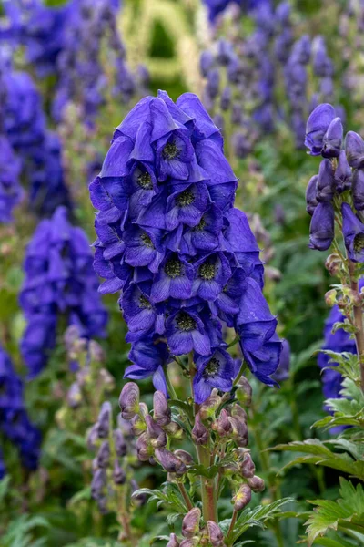 Aconitum Carmichaelii Summer Autumn Blue Purple Flower Which Fall Herbaceous — Stock Photo, Image