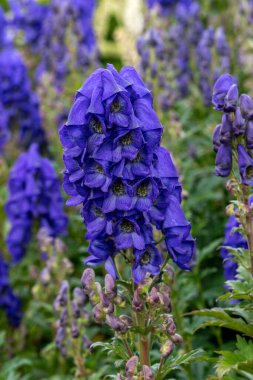 Aconitum Carmichaelii, genellikle kurtboğan ya da Çin aconit stok fotoğrafı olarak bilinen bir sonbahar mavi mor çiçeğidir.
