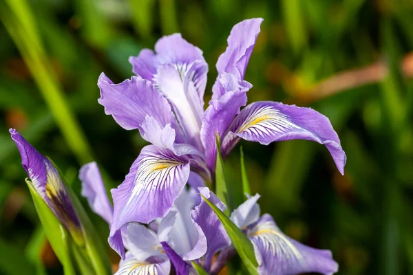 Iris Douglasiana Pospolity Wiosenny Purpurowy Niebieski Bulwiasty Kwiat Który Jest — Zdjęcie stockowe