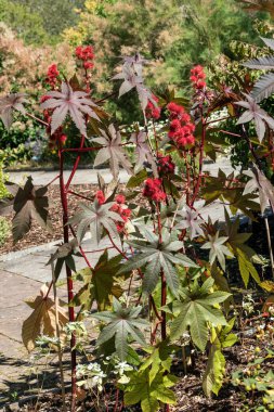 Ricinus comis 'Gibsonii' zehirli bir yaz çiçeği. Küçük sarı bir yaz çiçeği ve dikenli kırmızı tohum kapsülleri. Genellikle Castor Petrol Fabrikası olarak bilinir. 